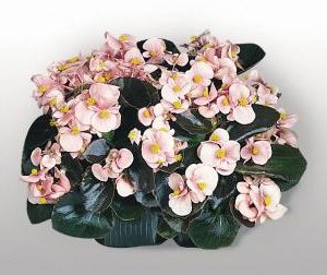 BEGONIA COCKTAIL BRANDY NR.1000 SEMI PELLET