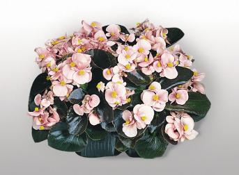 BEGONIA COCKTAIL BRANDY NR.1000 SEMI PELLET