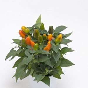 PEPERONCINO CUBANA ARANCIO CHIARO NR.1000 SEMI