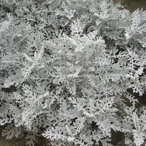 CINERARIA MARITIMA POLVERE DI STELLE NR.50 SEMI