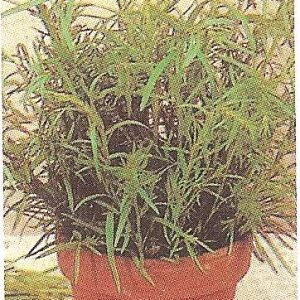 ERBA CIPOLLINA GR.25