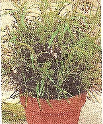 ERBA CIPOLLINA GR.25