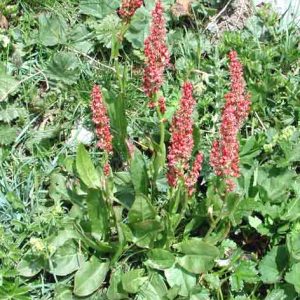 ACETOSA NR.50 SEMI
