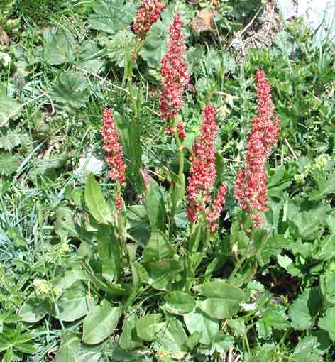 ACETOSA NR.50 SEMI