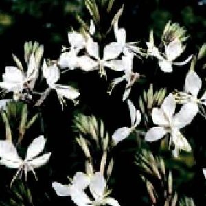 GAURA LINDHEIMERI BIANCO NR.20 SEMI