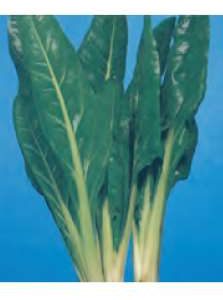 BIETOLA VERDE LISCIA INVERNALE GR.50