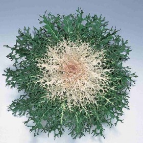 CAVOLO ORNAMENTALE FRANGIATO BIANCO PEACOCK NR. 1000 SEMI