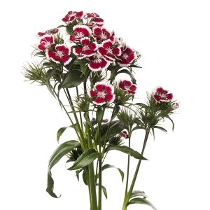 GAROFANO BARBIENNE ROSSO E BIANCO NR.1000 SEMI (DIANTHUS)
