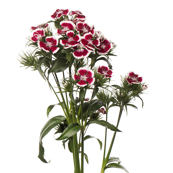 GAROFANO BARBIENNE ROSSO E BIANCO NR.1000 SEMI (DIANTHUS)
