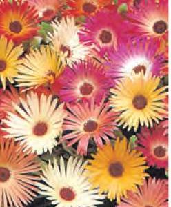 MESEMBRIANTHEMUM MISCUGLIO NR.100 SEMI - DOROTHEANTHUS