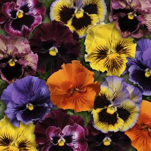 VIOLA FRIZZLE SWIZZLE MIX NR.1000 SEMI