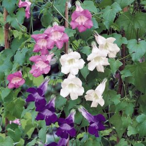 ASARINA SCANDENS MISCUGLIO 100 SEMI