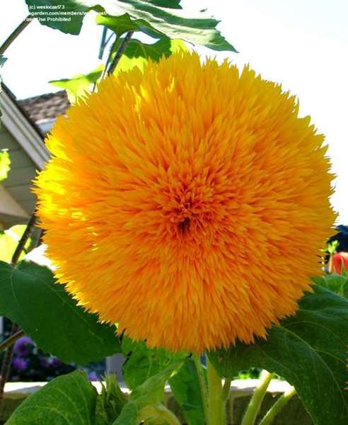 GIRASOLE DOPPIO SUNGOLD GR.10