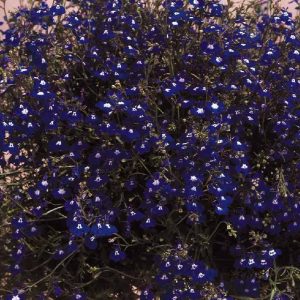 LOBELIA REGATTA MIX 1000 SEMI