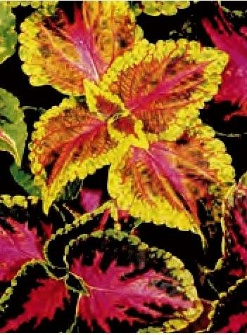 COLEUS ARC EN CIEL GR.5