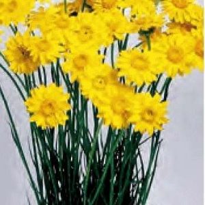 ELICRISO - HELICHRYSUM PAPER DAISY GIALLO NR.400 SEMI