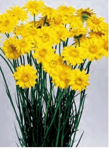 ELICRISO - HELICHRYSUM PAPER DAISY GIALLO NR.400 SEMI