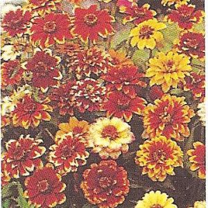 ZINNIA PERSIAN CARPET GR.1