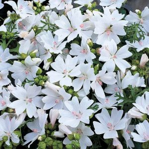 MALVA MOSCATA BIANCO NR.50 SEMI