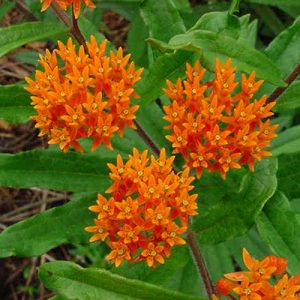 ASCLEPIAS TUBEROSA NR.20 SEMI - ERBA FARFALLA