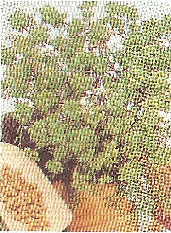 CORIANDOLO GR.25