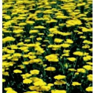 ACHILLEA FILIPENDULA GIALLA NR.100 SEMI