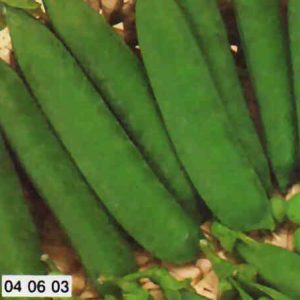 PISELLO RAMPICANTE ALDERMANN GR.500