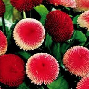 BELLIS SUPER PON PON ROMINETTE MISCUGLIO NR.1000 SEMI