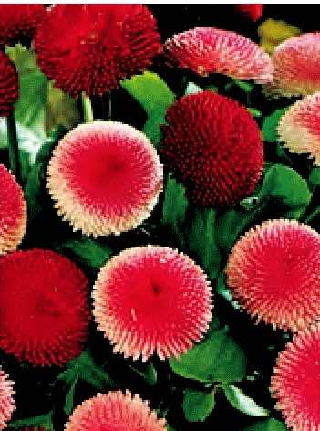 BELLIS SUPER PON PON ROMINETTE MISCUGLIO NR.1000 SEMI