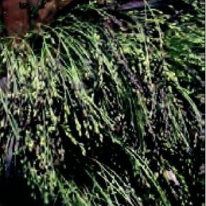 PANICUM MILIACELUM VIOLACEO NR.200 SEMI