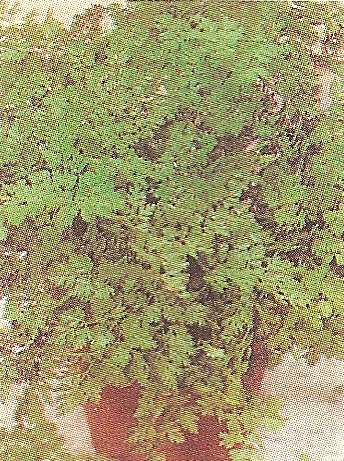 CERFOGLIO COMUNE GR.25