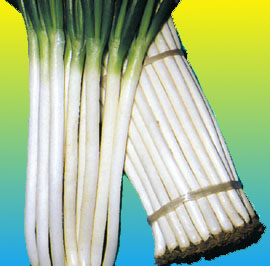 CIPOLLA - BUNCHING ONION FEAST GR.25