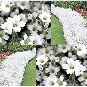 CERASTIUM TOMENTOSUM BIANCO NEVE IN ESTATE NR.500 SEMI