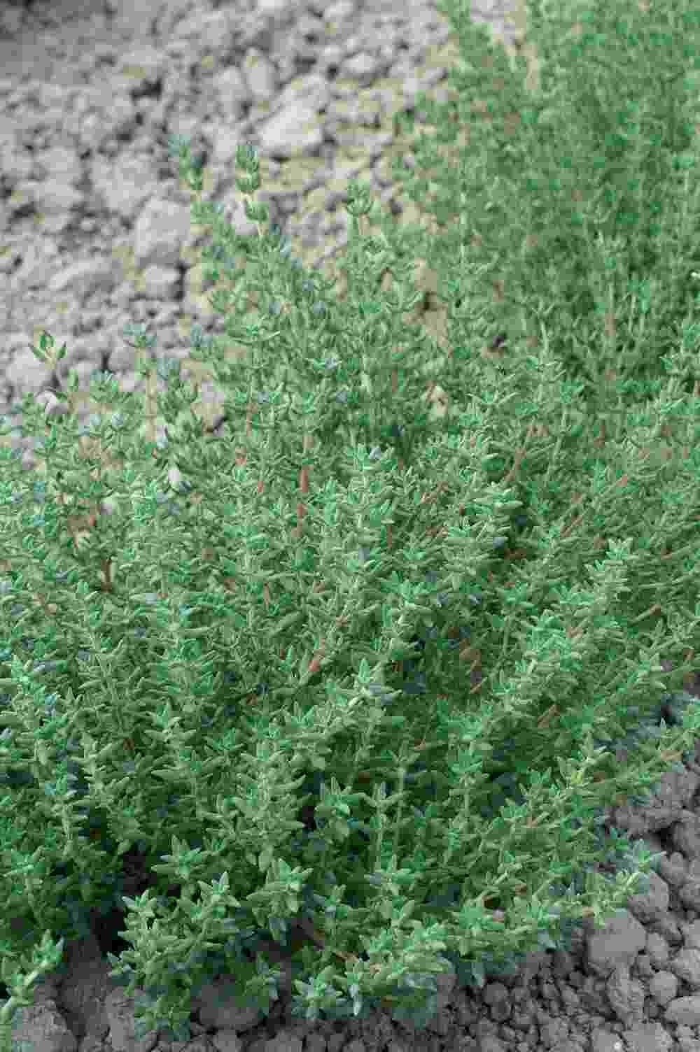 THYMO OFFICINALIS GR.25 TIMO