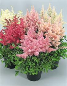 ASTILBE PERENNE MISCUGLIO NR.20 SEMI