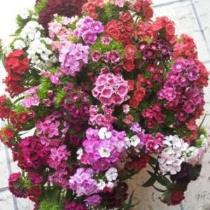 DIANTHUS SWEET MISCUGLIO NR.1000 SEMI
