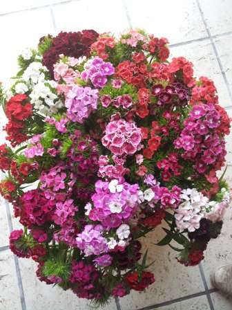 DIANTHUS SWEET MISCUGLIO NR.1000 SEMI