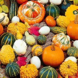 ZUCCHETTE ORNAMENTALI  MISCUGLIO GR.10