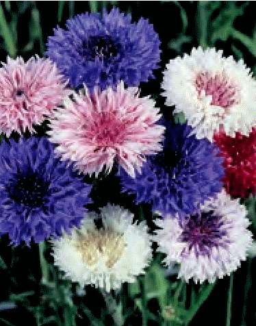 FIORDALISO - CENTAUREA CYANUS ROSA NR.200 SEMI
