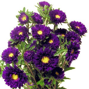 ASTER SOL LEVANTE BLU GR.5