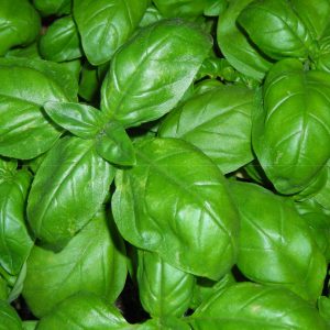 BASILICO ITALIANO CLASSICO COMPATTO PILLOLATO MULTISEM 6/8 SEMI A GRUMO 1000 PILLOLE
