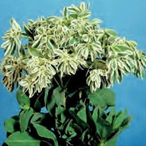 EUPHORBIA VARIEGATA KILIMANJARO GR.10