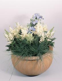 ASTILBE BIANCO NR.1000 SEMI