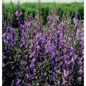 ADENOPHORA AMETHYST BLU NR.50 SEMI