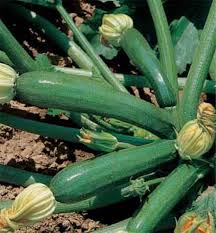 ZUCCHINO F.1 HYB.PRESIDENT GR.50
