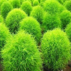 KOCHIA SCOPARIA TRICOPHYLLA NR.1000 SEMI