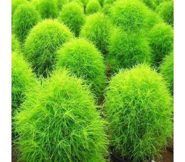 KOCHIA SCOPARIA TRICOPHYLLA NR.1000 SEMI
