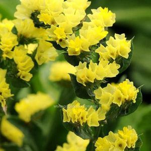STATICE PACIFIC GIALLO GR.25