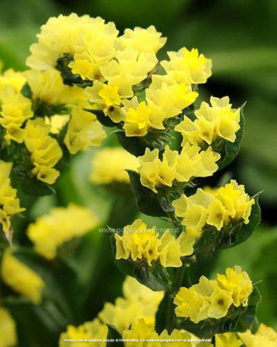 STATICE PACIFIC GIALLO GR.25
