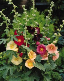 ALCEA SEMPLICE MISCUGLIO GR.10